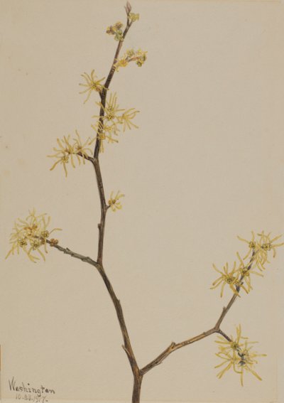 Cadı-Hazel Hamamelis virginiana, 1917. by Mary Vaux Walcott