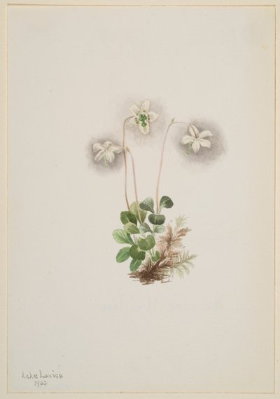  by Mary Vaux Walcott