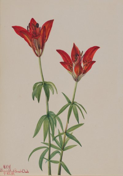  by Mary Vaux Walcott
