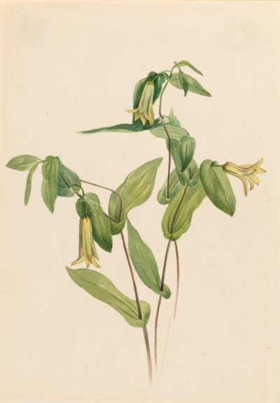 Ahşap Merrybells Uvularia perfoliata, n.d. by Mary Vaux Walcott