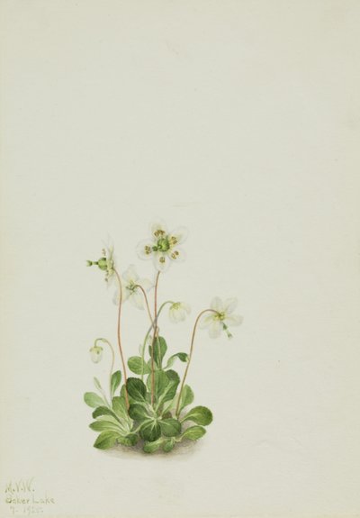  by Mary Vaux Walcott