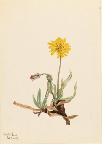  by Mary Vaux Walcott