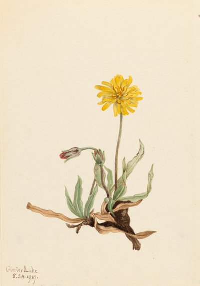 Agoseris Agoseris villosa Yünlü, 1919 by Mary Vaux Walcott