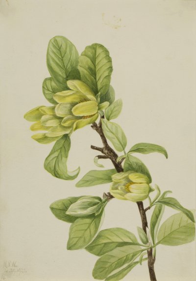 Sarı Salatalık Ağacı Manolya cordata, 1922. by Mary Vaux Walcott