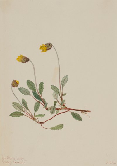 Sarı Kurbağa (Dryas drummondii) by Mary Vaux Walcott