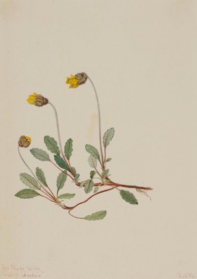 Sarı Dryad Dryas drummondii, 1904. by Mary Vaux Walcott