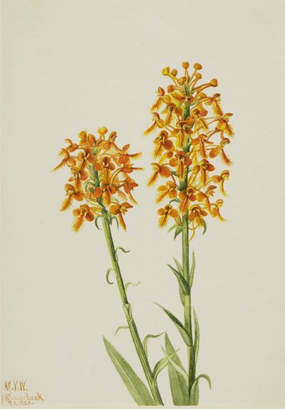  by Mary Vaux Walcott