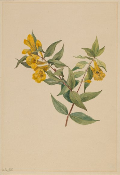  by Mary Vaux Walcott