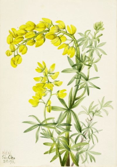  by Mary Vaux Walcott