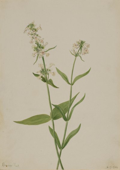 Sarı Penstemon Penstemon konfertus, 1904. by Mary Vaux Walcott