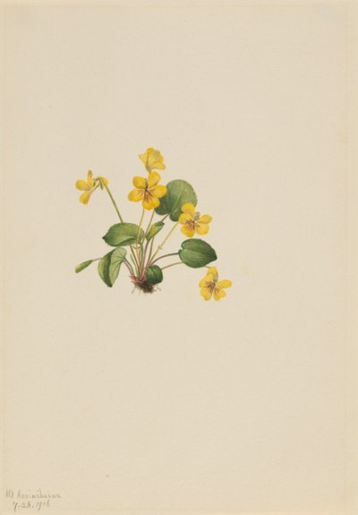 Sarı Menekşe (Viola orbiculata) by Mary Vaux Walcott