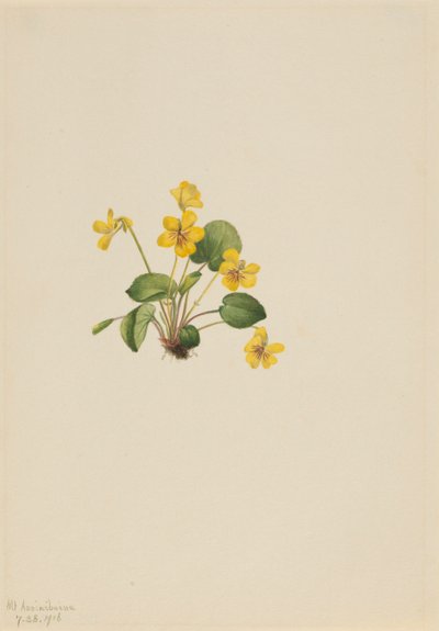 Sarı Menekşe Viola orbiculata, 1916. by Mary Vaux Walcott