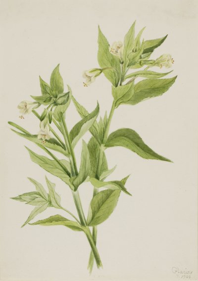  by Mary Vaux Walcott
