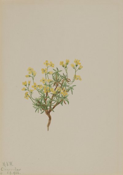 Sarı Söğüt Otu, 1922. by Mary Vaux Walcott