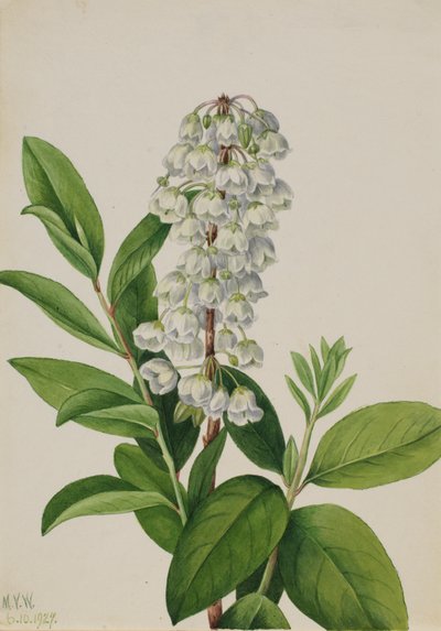 Zenobia Zenobia cassinifolia, 1927. by Mary Vaux Walcott