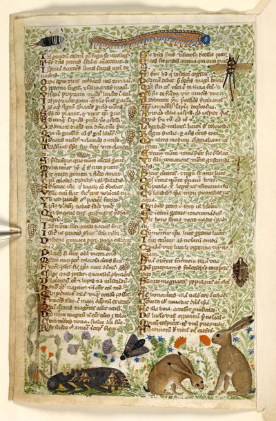 Ekle. 28841, f.6v: Bir tırtıl, yusufçuk ve bir güve dahil tavşanlar ve böcekler, bir Treatise on the Virtues and Vices ve Sicilya