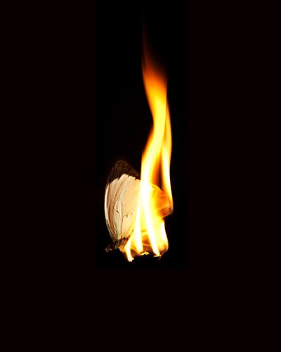  by Mat Collishaw