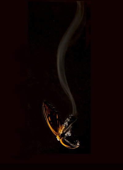  by Mat Collishaw