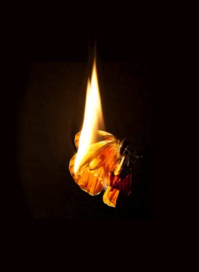  by Mat Collishaw