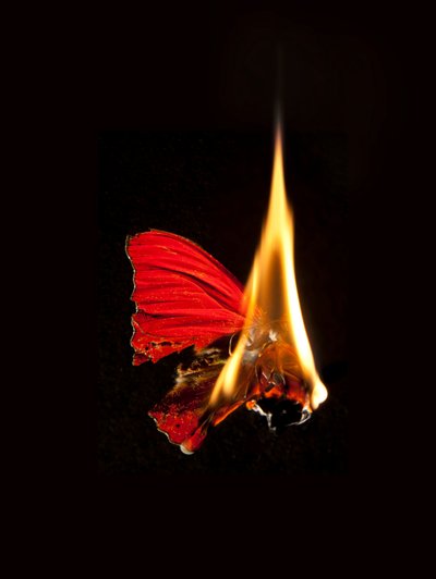  by Mat Collishaw