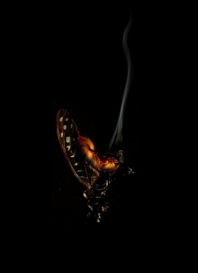  by Mat Collishaw