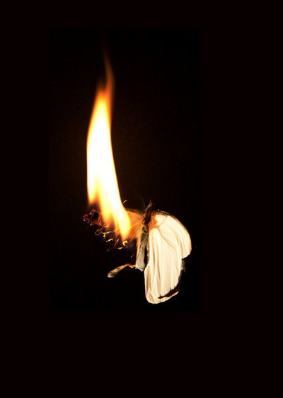  by Mat Collishaw