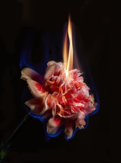  by Mat Collishaw