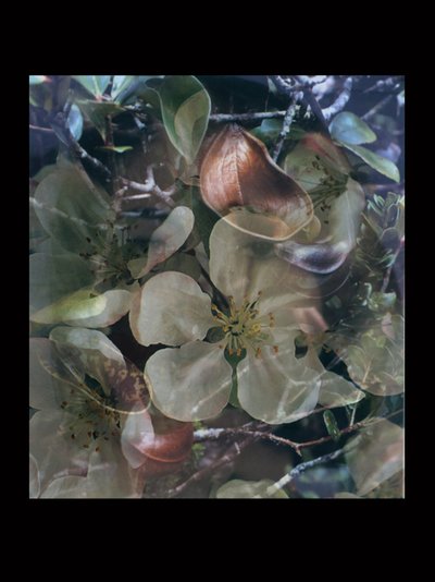  by Mat Collishaw