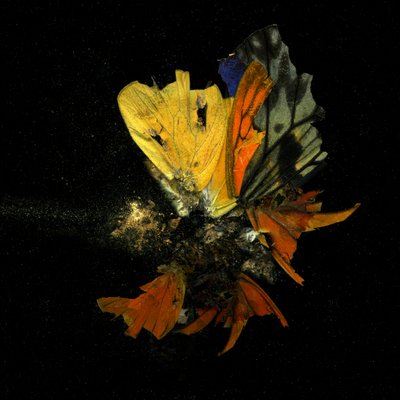  by Mat Collishaw