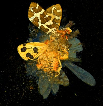  by Mat Collishaw