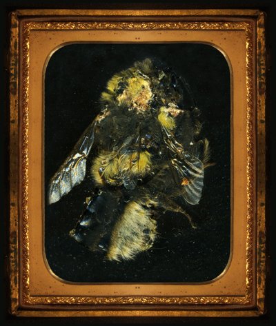  by Mat Collishaw