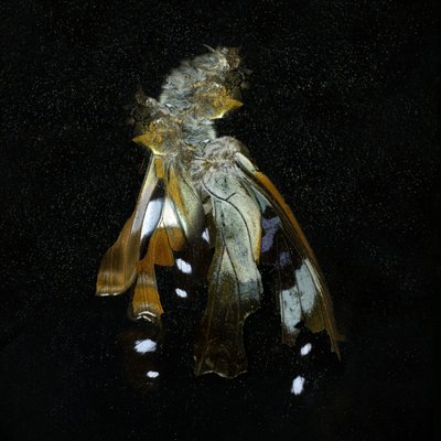  by Mat Collishaw