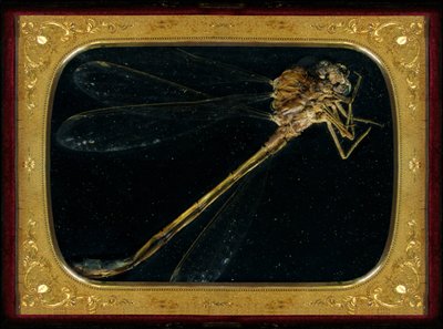  by Mat Collishaw