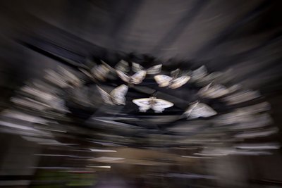  by Mat Collishaw