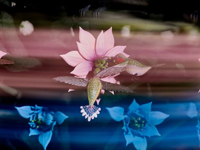  by Mat Collishaw