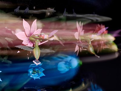  by Mat Collishaw