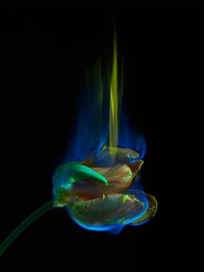  by Mat Collishaw