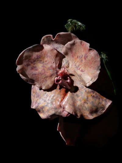  by Mat Collishaw