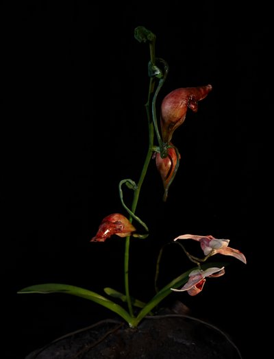  by Mat Collishaw