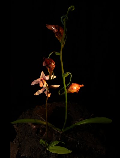  by Mat Collishaw