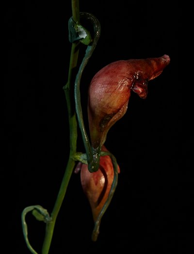  by Mat Collishaw