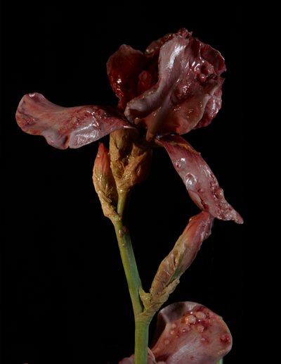  by Mat Collishaw