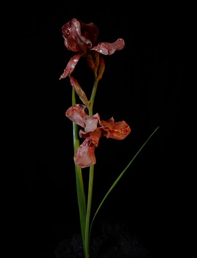  by Mat Collishaw