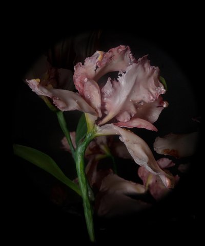  by Mat Collishaw