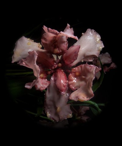  by Mat Collishaw