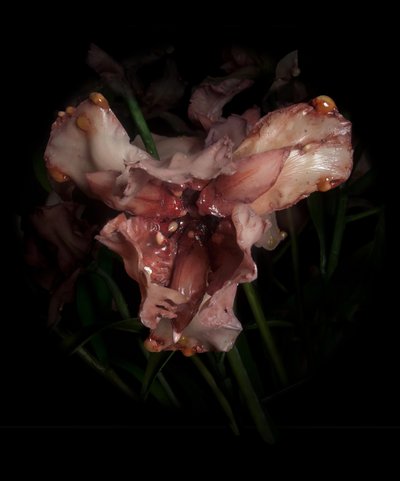  by Mat Collishaw