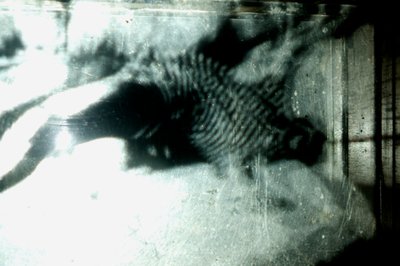  by Mat Collishaw
