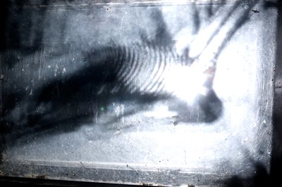  by Mat Collishaw