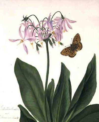 Dodecateon Meadia ve Butterfly (parşömen üzerine kurşun kalem üzerine suluboya ve guaj boya) by Matilda Conyers