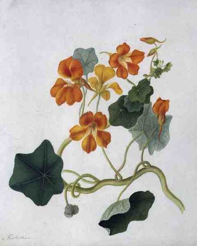 Tropaeolum (parşömen üzerine kurşun kalem üzerine sulu boya ve guaj boya) by Matilda Conyers